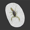 Modern Scorpion Reptile Insect Poisonous Scorpion 3d model
