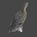 Fresh Duck Meat For Delicious Savory Cooking And Tender Recipe Preparation