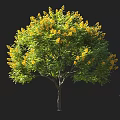 Blooming Tree With Green Leaves And Yellow Flowers Featuring Human Figure For Scale