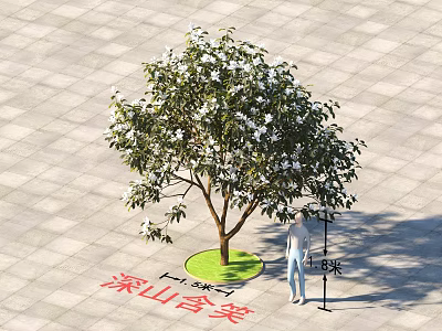 Evergreen Michelia maudiae Tree 5 Meters Tall on Green Circular Patch and Paved Ground 3d model