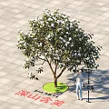 Evergreen Michelia maudiae Tree 5 Meters Tall on Green Circular Patch and Paved Ground