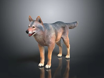 Detailed Realistic 3D Wolf Model Standing On Dark Background With Reflection 3d model