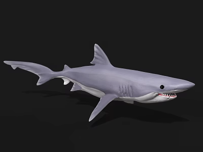 Gray Shark With Open Mouth And Sharp Teeth In Dark Background 3d model