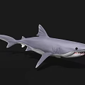 Gray Shark With Open Mouth And Sharp Teeth In Dark Background 3d model