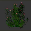 Green Plant With Slender Green Leaves And Pink Flowers On Gray Background