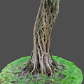 Tall Tree Trunk With Intricate Textured Roots And Lush Green Grass On Gray Background