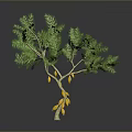 Lush Green Leaf Tree Bearing Fresh Yellow Fruits Against Gray Background
