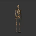 Animal Skeleton Model On Support Stand In Standing Position Against White Background