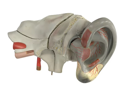 Human Ear Anatomical Model Displaying Internal Structures And Detailed Features 3d model