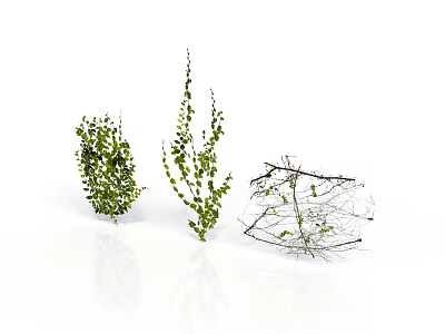 Three Different Types of Green Leafy Plants on White Background with Reflections 3d model