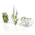 Three Different Types of Green Leafy Plants on White Background with Reflections