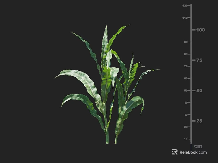 Healthy Green Corn Crop With Elongated Leaves And Height Measurement In Centimeter Scale 3d model 