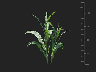 Healthy Green Corn Crop With Elongated Leaves And Height Measurement In Centimeter Scale 3d model