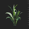 Healthy Green Corn Crop With Elongated Leaves And Height Measurement In Centimeter Scale