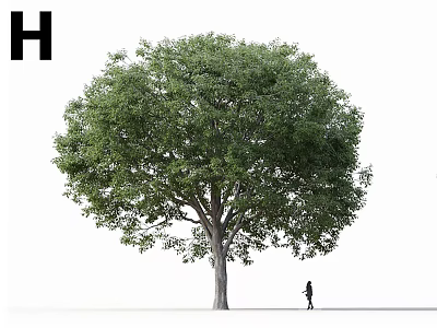 Tall Tree With Lush Green Canopy And Person Walking Silhouette Against White Background 3d model