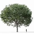 Tall Tree With Lush Green Canopy And Person Walking Silhouette Against White Background