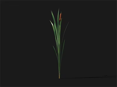 Tall Plant With Green Leaves And Brown Spike Against Black Background 3d model