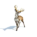 Brown And White Deer With Antlers Standing On White Background With Shadow