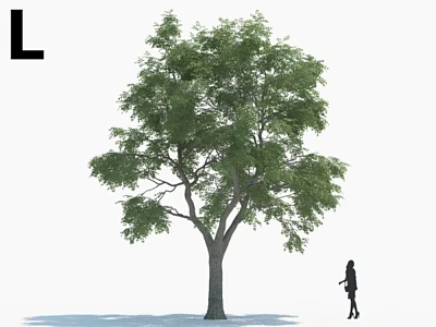 Tall Arbor With Green Leaves Standing Beside A Person On White Background 3d model