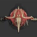 3D Bird Anatomical Model Showing Internal Organs And Hair Structure