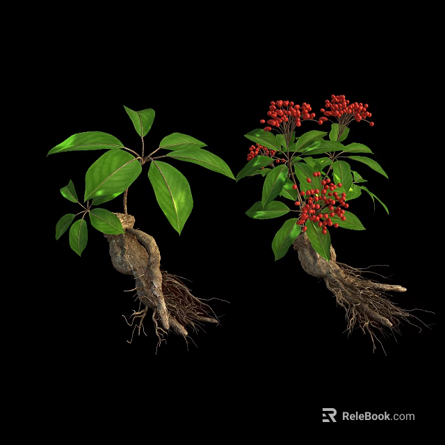 Fresh Edible Red Berries on Plant with Green Leaves and Roots Against Black Background 3d model 