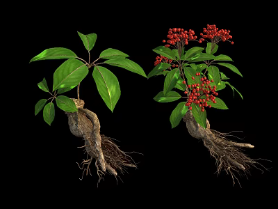 Fresh Edible Red Berries on Plant with Green Leaves and Roots Against Black Background 3d model