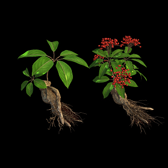 modern ginseng 3d model