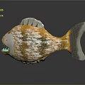 Orange and yellow spotted fish with grey fins tail and sharp teeth