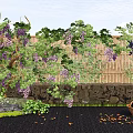 Grapevine Shrub with Green Leaves and Purple Grapes Against Bamboo Fence and Stone Wall
