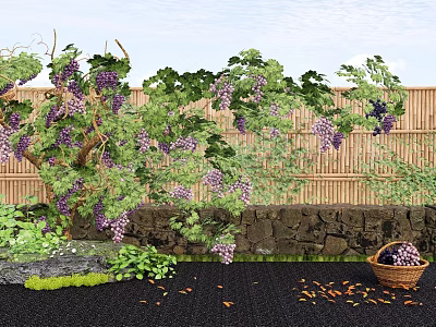 Grapevine Shrub with Green Leaves and Purple Grapes Against Bamboo Fence and Stone Wall 3d model
