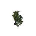 Indoor Green Plant Decorative Arrangement With Various Potted Plants And Stylish Planters