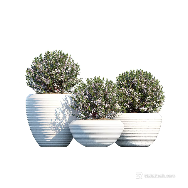Three Potted Bonsai Plants With White Striped Pots And Green Foliage 3d model 