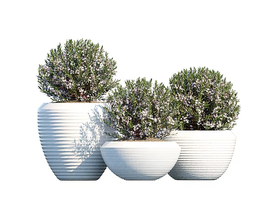 Three Potted Bonsai Plants With White Striped Pots And Green Foliage 3d model