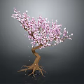 Pink Flowering Tree with Curved Trunk and Exposed Roots Blooming Pink Blossoms on Dark Background