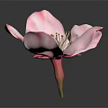 Pink Flower With Delicate Petals And Yellow Stamens On Dark Background