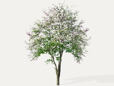Blooming Arbor Tree With Green Leaves And Purple Flowers In Garden 3d model