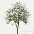 Blooming Arbor Tree With Green Leaves And Purple Flowers In Garden