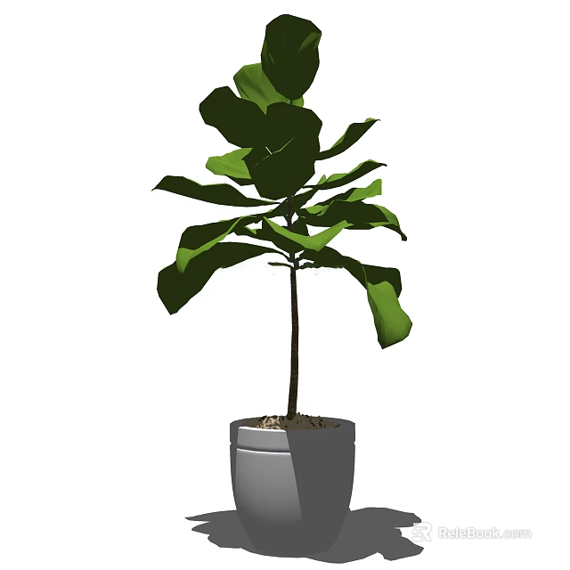 Indoor Decorative Bonsai Potted Plant With Large Green Leaves And Slender Trunk In Gray Pot 3d model 