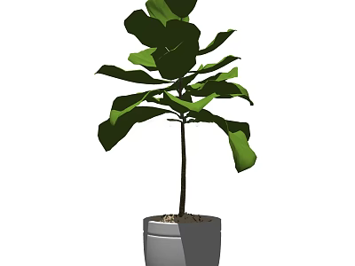 Indoor Decorative Bonsai Potted Plant With Large Green Leaves And Slender Trunk In Gray Pot 3d model
