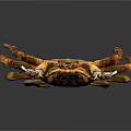 Colorful Crab With Orange Legs White Claws On Gray Background Surface 3d model
