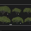 Diverse Arbor Varieties Showcasing Different Crown Shapes Leaf Types And Trunk Features 3d model