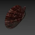 Brown And White Striped Fan Shaped Seashell With Ribbed Texture On Blue Background