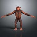 Chimpanzee in Standing Pose With Outstretched Arms on Gray Reflective Floor Background