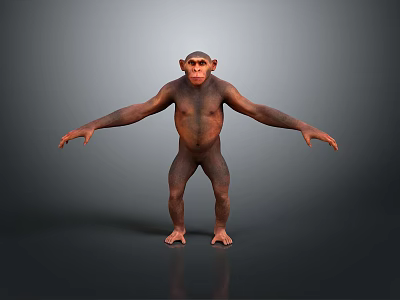 Chimpanzee in Standing Pose With Outstretched Arms on Gray Reflective Floor Background 3d model