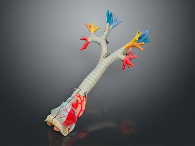 Blood Body Blood Vessel Artery Vessel Artery Planing Surface Figure Blood Vessel Planing Surface Human Body 3d model