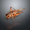 Detailed Brown Cricket With Long Antennae And Legs On Dark Background