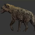 Scruffy Brown Black Hyena Walking On Gray Background With Open Mouth