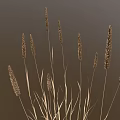 Ornamental Grass Plant With Slender Stems And Brown Spiked Tops For Decorative