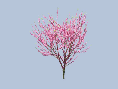 Beautiful Blooming Arbor Tree With Pink Flowers On Branches And Light Blue Background 3d model