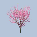 Beautiful Blooming Arbor Tree With Pink Flowers On Branches And Light Blue Background